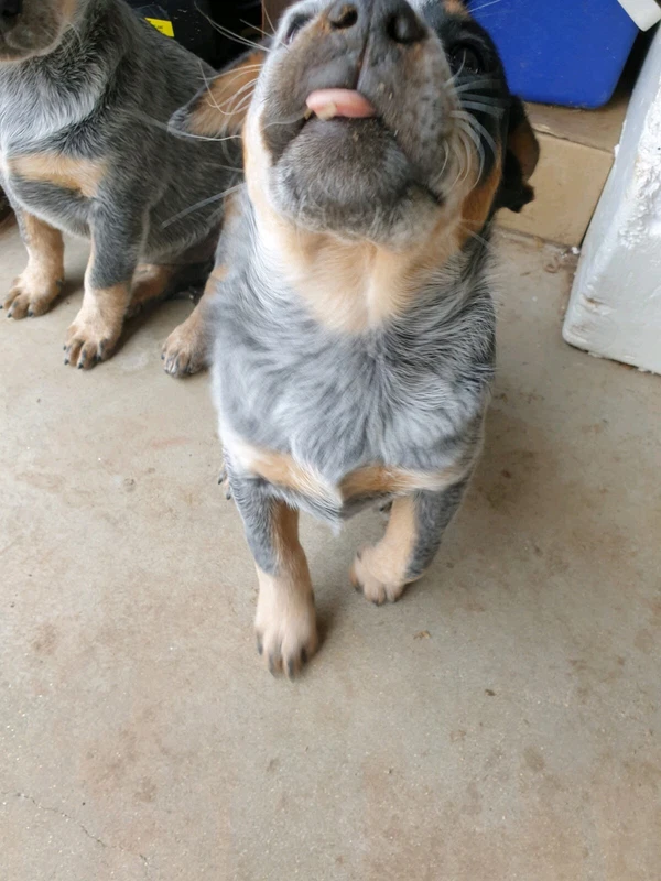 gumtree blue heeler