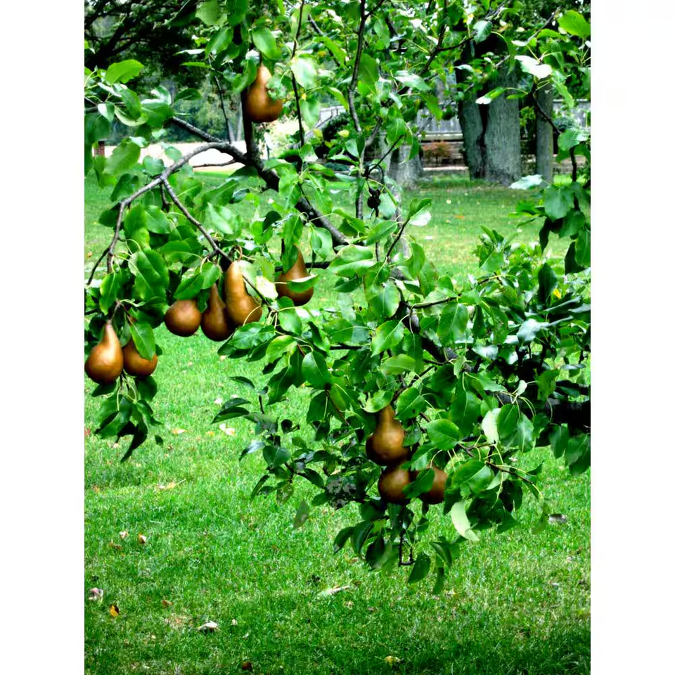 Dwarf Bosc Pear Tree - Sweet and Hardy Cinnamon Brown Pears (Bare-Root ...