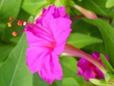 Mirabilis jalapa Pink 20 Seeds