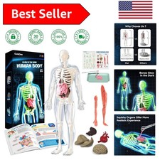 40-Piece Glow-in-the-Dark Human Body Skeleton Model Kit for Young Scientists