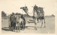 Egypt Luxor Egyptian camels real photo postcard