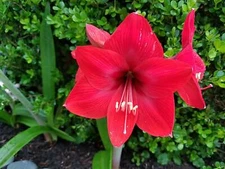 2025 Crop. Bright pure red Amaryllis seed (40)