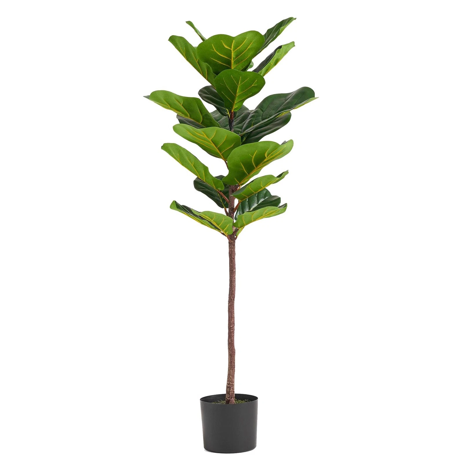 120cm Fiddle Fig Tree - 70421