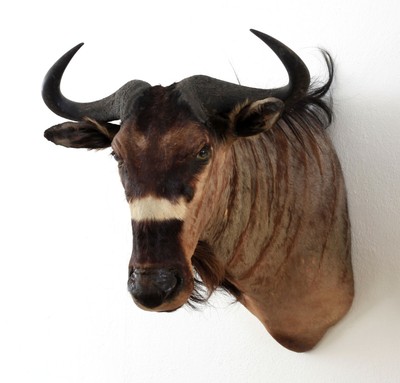 Nyasa Wildebeest shouldermount Njassa Streifengnu Schultermontage Weissbindengnu