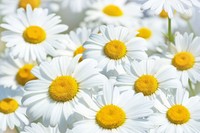 Daisies Flowers Meadow Wall Paper Decoration By Great Art 82.7 Inch X 55 Inch Daisies Flowers Meadow Wall Paper Decoration By Great Art 82.7 Inch X 55 Inch