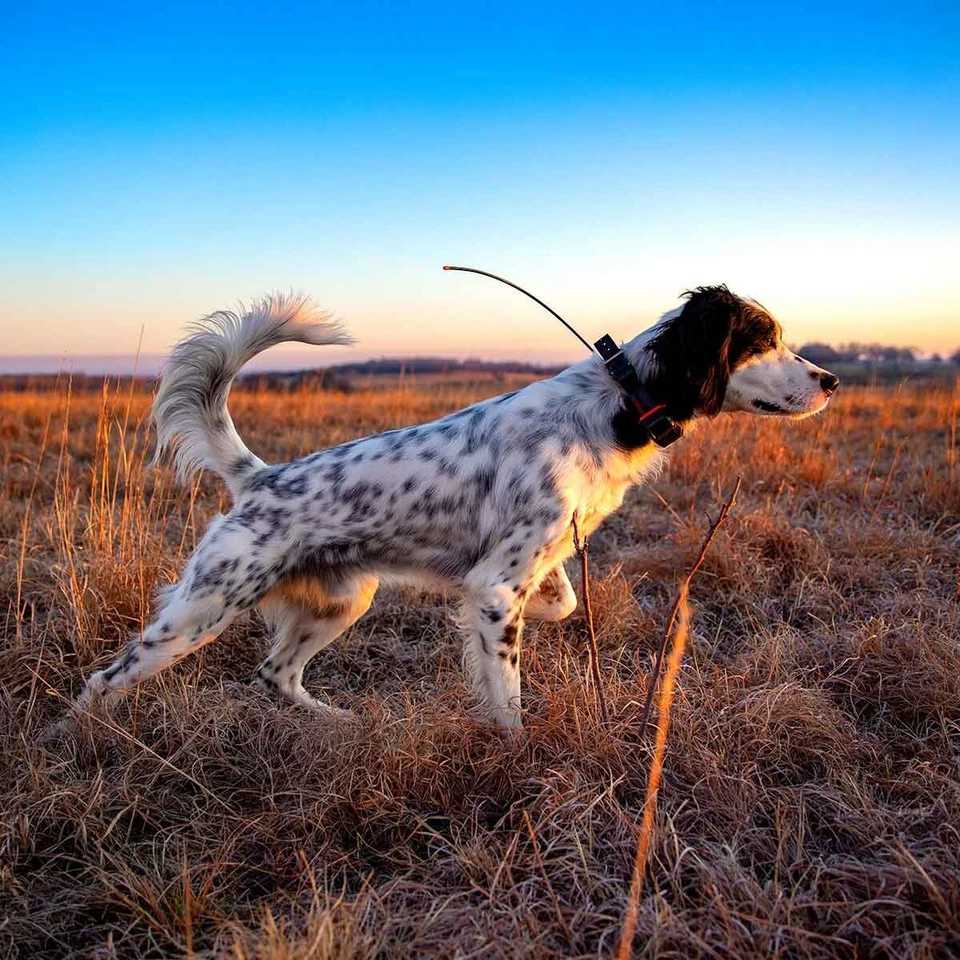 Garmin Alpha TT 25 GPS Dog Tracking & Training Collar with LED Beacon Lights - Image 3 of 4