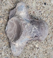 Auténtico fósil de vértebra de Mosasaurio de Texas - Ozanio Cretácico Tardío Fm. Marine Repti