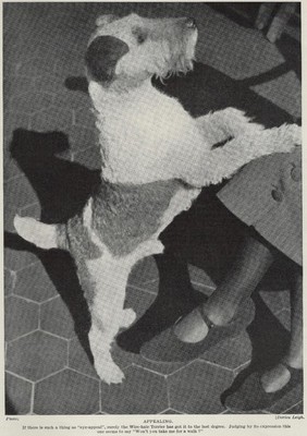 Wire Fox Terrier ''Friendly'' - 1934 Antique Dog Art ''Photo'' Print - CUSTOM MATTED