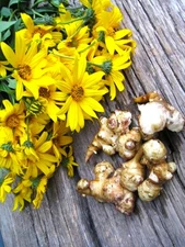 3 Bulbs Sunchoke (Helianthus Tuberosus) Sunroot Jerusalem artichoke, Earth apple