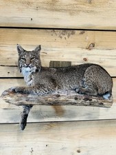 Beautiful North American bobcat mount.No reserve