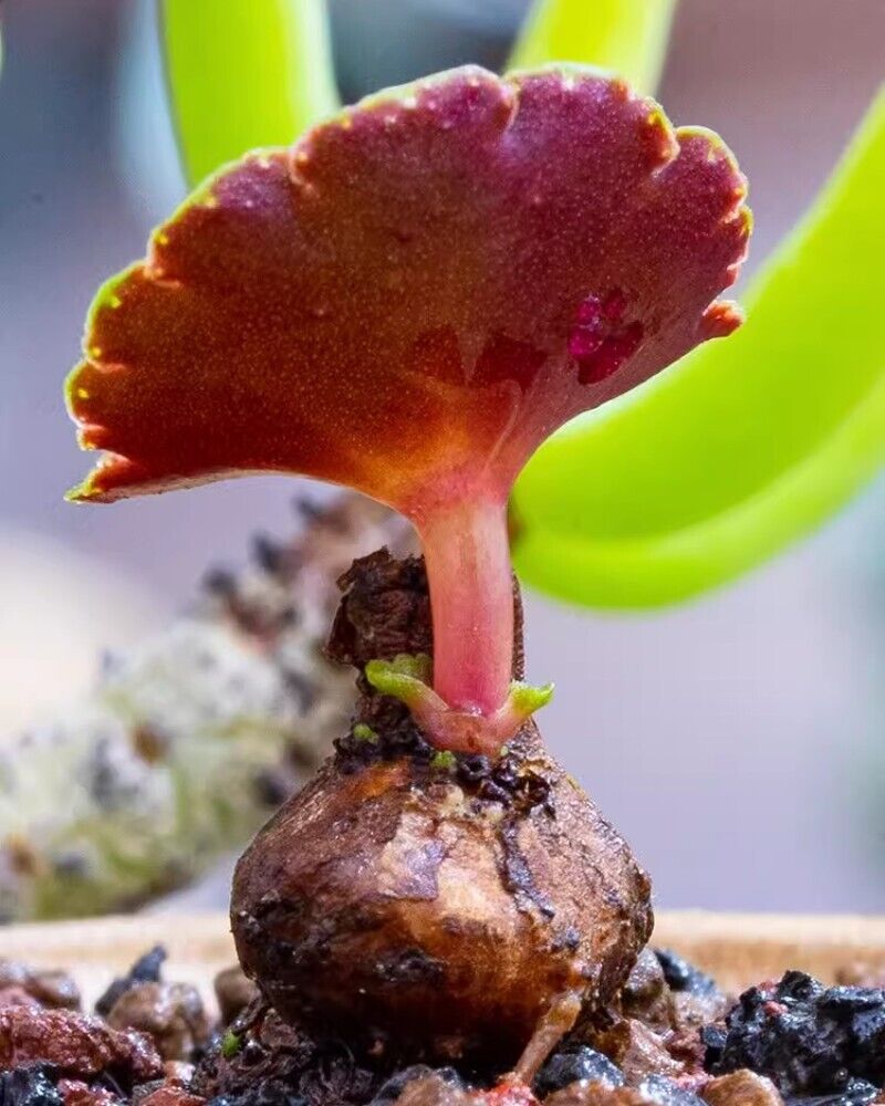 3CM Succulent Cactus Plant Crassula Umbella Wine Cup 3CM Succulent Cactus Plant Crassula Umbella Wine Cup