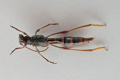 D4559. Insects, Cerambycidae: Necydalis sp. Vietnam North. Rare