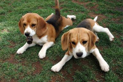CUTE BEAGLES GLOSSY POSTER PICTURE PHOTO dogs puppy puppies beagel grass aww 109