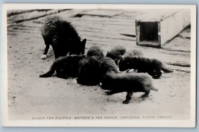 Yukon Canada Postcard Silver Fox Puppies Watson's Fox Ranch c1920's RPPC Photo