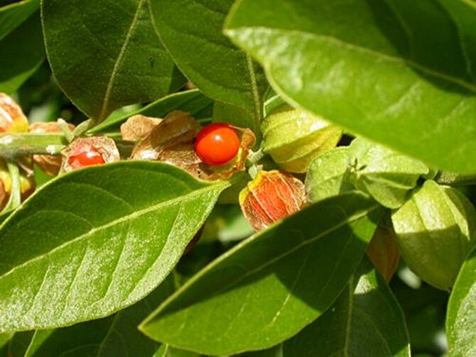 Withania Somnifera 50 Seeds, Indian Ginseng, Ashwagandha Herb  | eBay