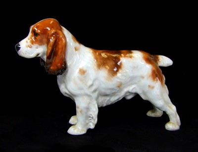 royal cocker spaniel