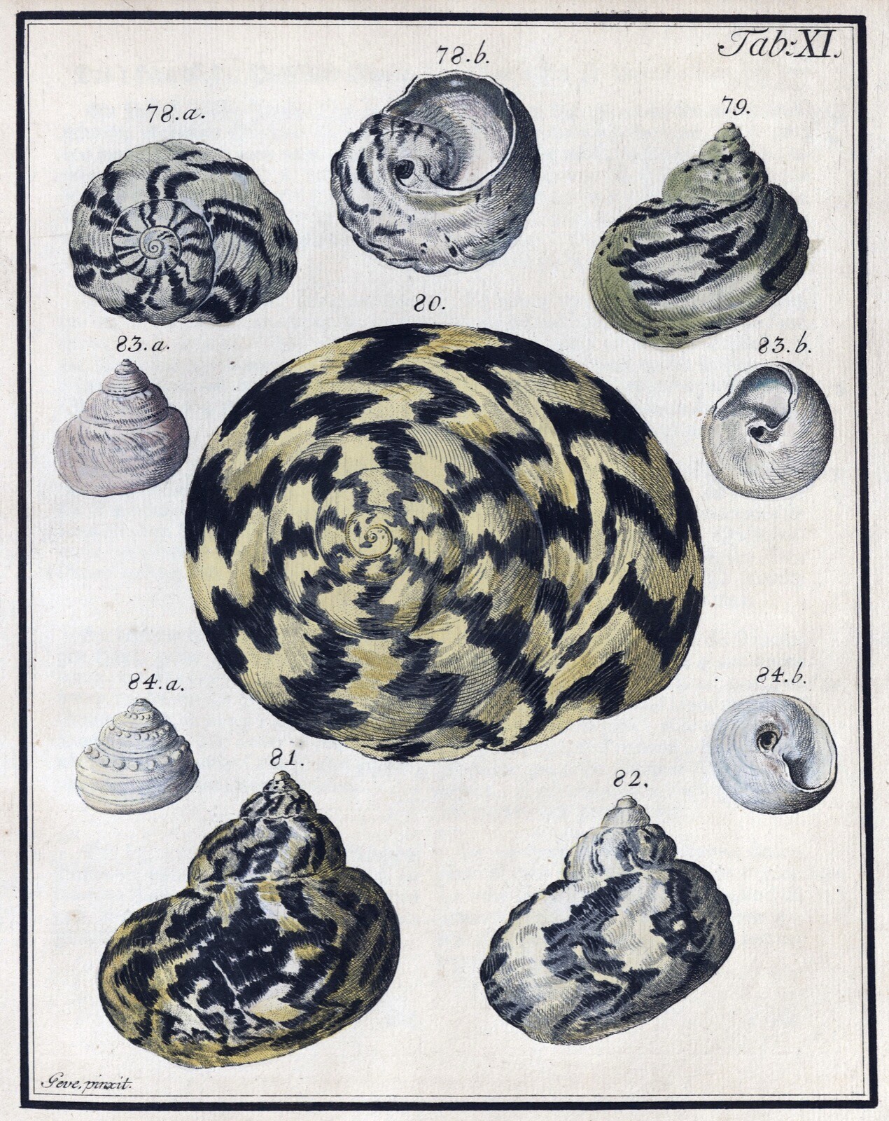 12396.Decor Poster.Vintage Interior wall design.Sea Shells illustration ...