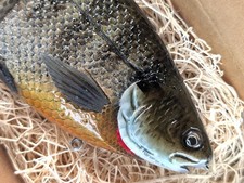 HINKLE SHAD - Genuine - Custom Painted - 9.5" 5.75oz - Bluegill ** New **