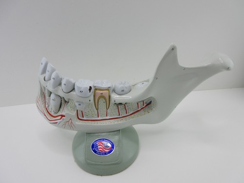 Denoyer Geppert Anatomical Model - Lower Jaw Bone Teeth