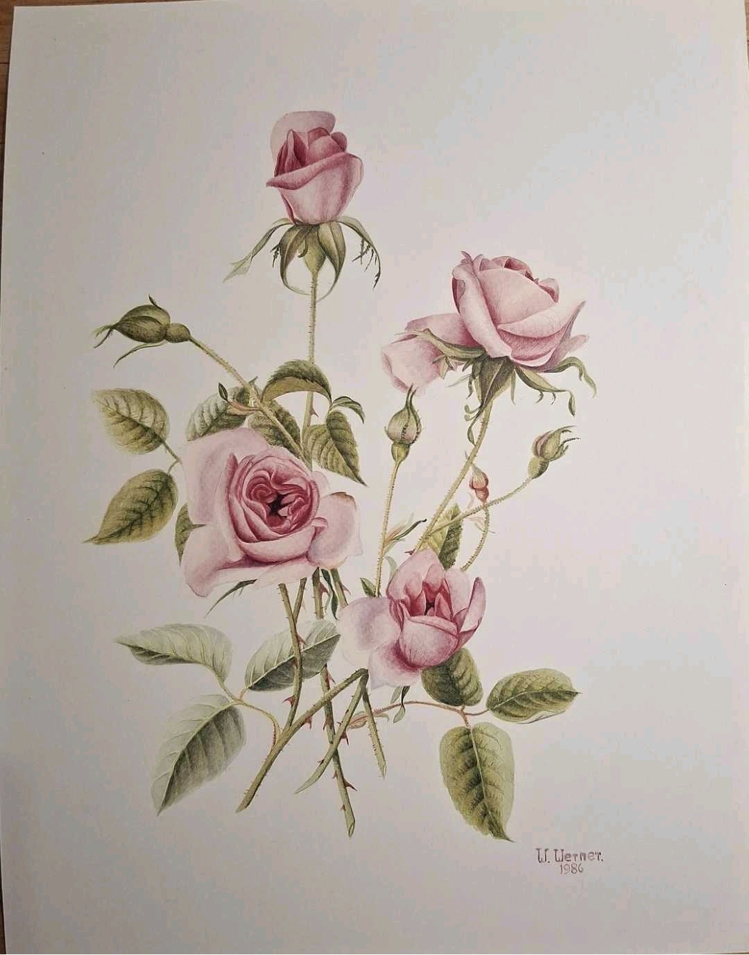 Botanical Art Print Empress Josephine Rose by W.P. Werner
