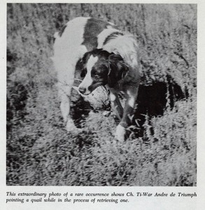 * Brittany Spaniel "On Point" - CUSTOM MATTED - Vintage Dog "Photo Print" - 1964