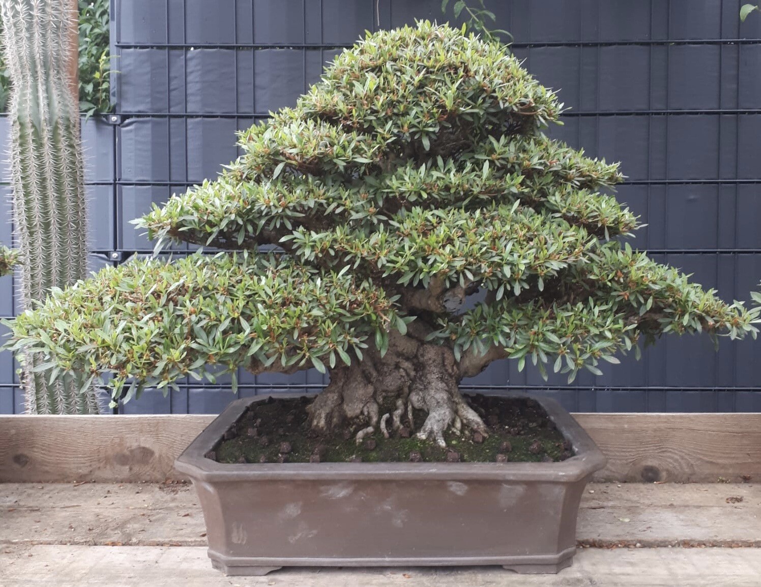 Joe Mega Bonsai " Korin " Rare Jap.satsuki Azalee Tokoname Japan Bowl