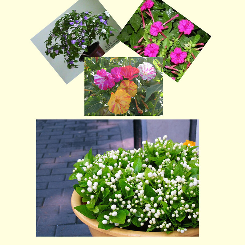 20Pcs JASMINE SEEDS Garden Vine Plant Flower rare exotic FREE