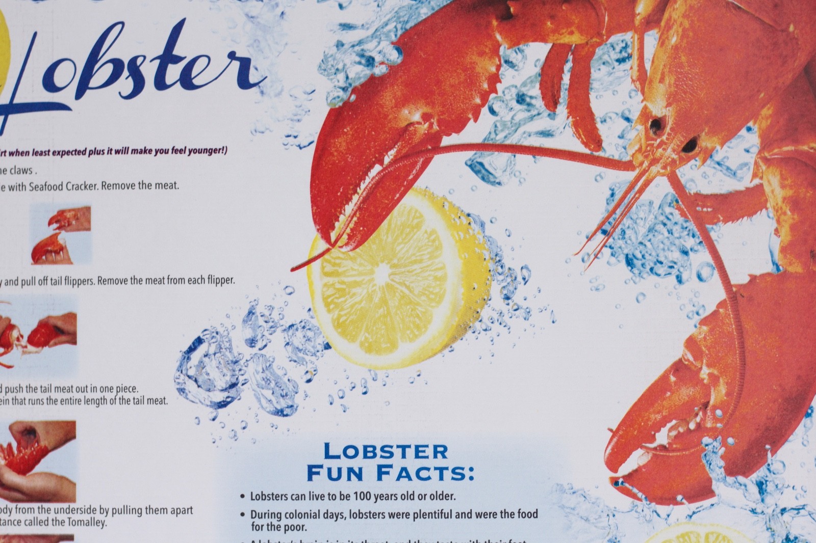 100 PACK OF HOW TO EAT A LOBSTER PAPER PLACEMATS eBay