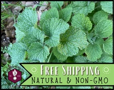 1,000+ Horehound Seeds | Herb Gardening Plant Seed Packet for Growing, USA