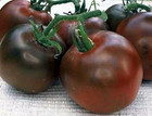 240 BLACK PRINCE TOMATO SEEDS    HEIRLOOM  ORGANIC   RARE