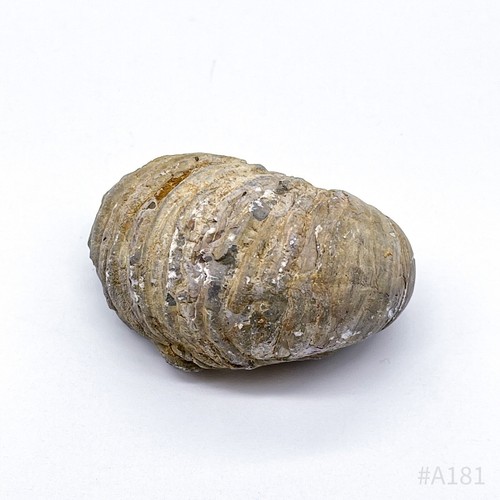 Set Di 2 Fossili Ammonite, Fossilizzazione Di Ammoniti Conchiglia | 2 Pezzi 100G - Picture 4 of 10