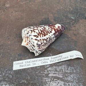 Conus Thalassiarchus Sowerby Mactan Is. Philippines CONIDAE - Cone Snail 80mm