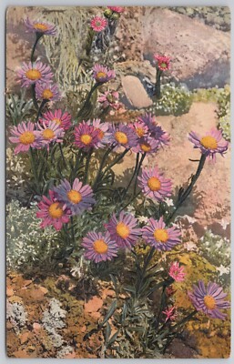 Flowers Vintage Postcard Aster Alpine Alpinus