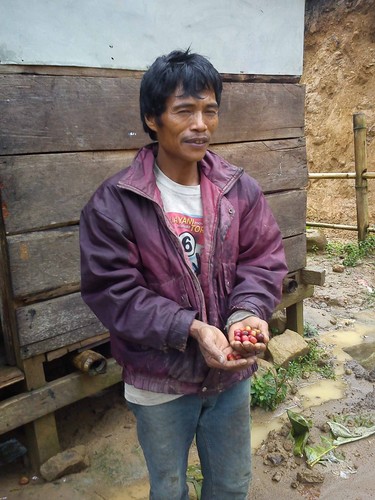 Lavanta Coffee Sulawesi Toraja White Eagle Green or Roasted Coffee - 第 11/12 張圖片