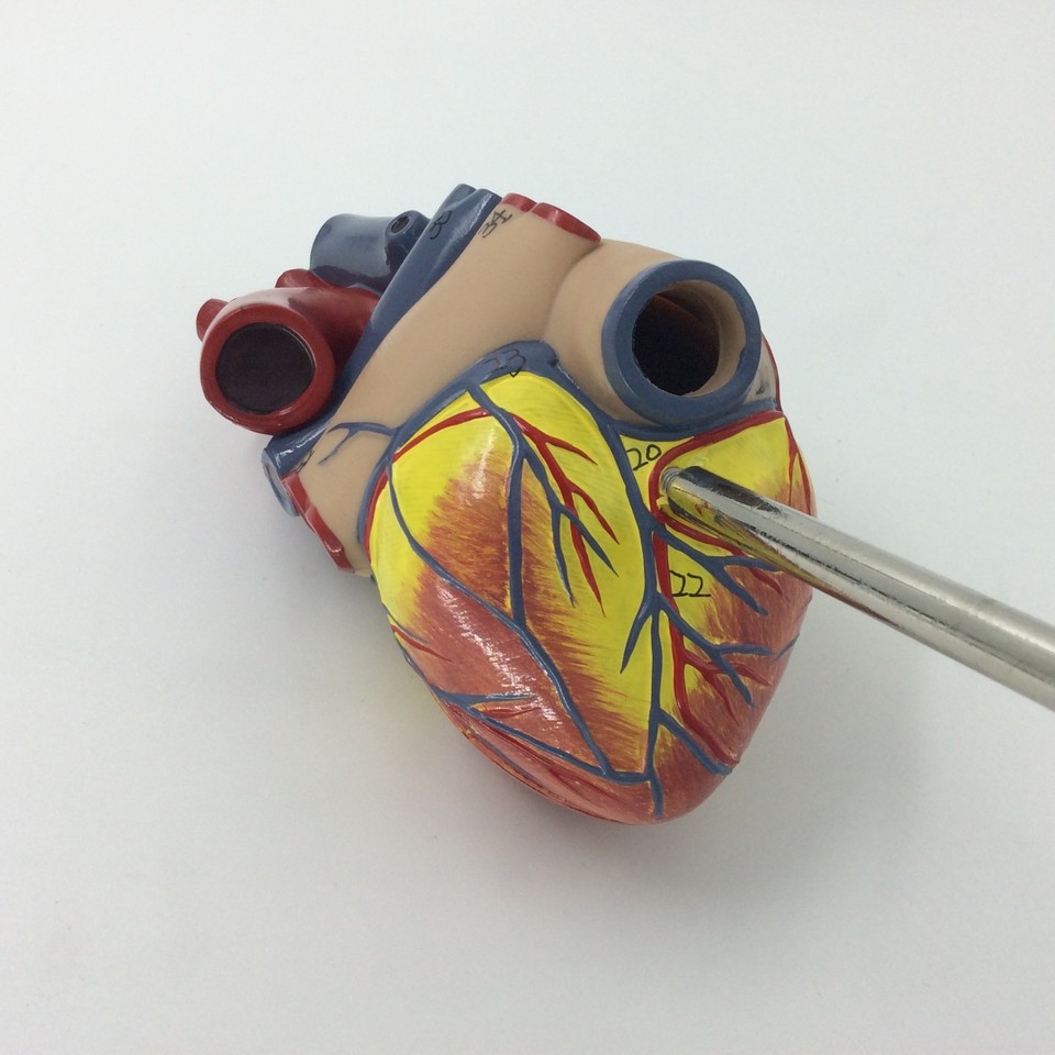 Plastic Human heart model anatomical anatomy heart mode medical ...