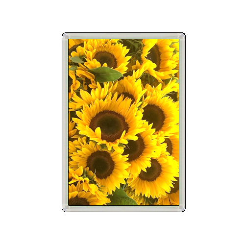 SUNFLOWER FLOWERS LOVELY NOVELTY FRIDGE MAGNET GREAT GIFT - Picture 1 of 1