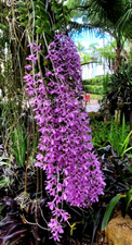 Dendrobium superbum var. gigantea   Fragrant