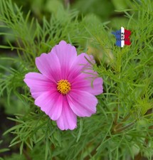 COSMOS ROSES  Cosmos bipinnatus 200 GRAINES BIO CHASSE LES PUCES ET LES POUX