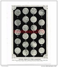 Cotton Fibres, Magnified, Book Illustration (Print), c1907