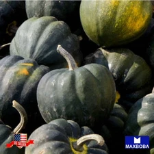 10 Winter Table Queen Acorn Squash Fresh Seeds - Non-GMO Heirloom