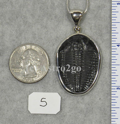 Elrathia Kingii TRILOBITE PENDANT $109 Sterling Silver Jewelry STARBORN CREATION