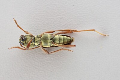 i78617. Insects, Cerambycidae sp. Vietnam, New area? over 2000m