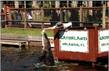 The Gator Jumparoo Show at the Gatorland Zoo, Orlando, Florida Postcard