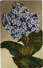 Blue Heliotrope Plant Heliotropium Vintage Postcard