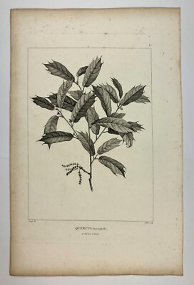 Pierre Jean François Turpin. Quercus chrysophylla, Kupferstich. 1790er