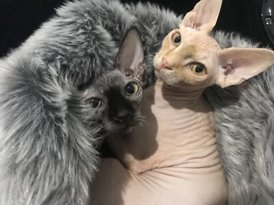 devon rex gumtree
