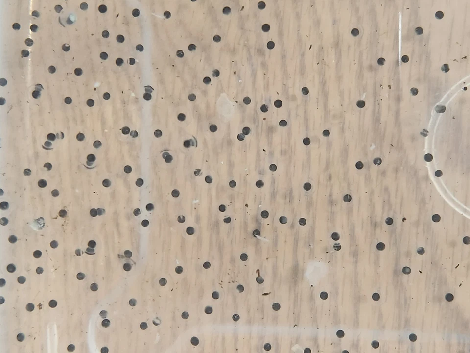 Huevos Fertilizados Axies Cobre x Melanoide Compra 10, obtén 5 gratis  Foto 2 de 4