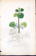 Antique Old Print British Plants Botany 1847 Sowerby Smith Glechoma