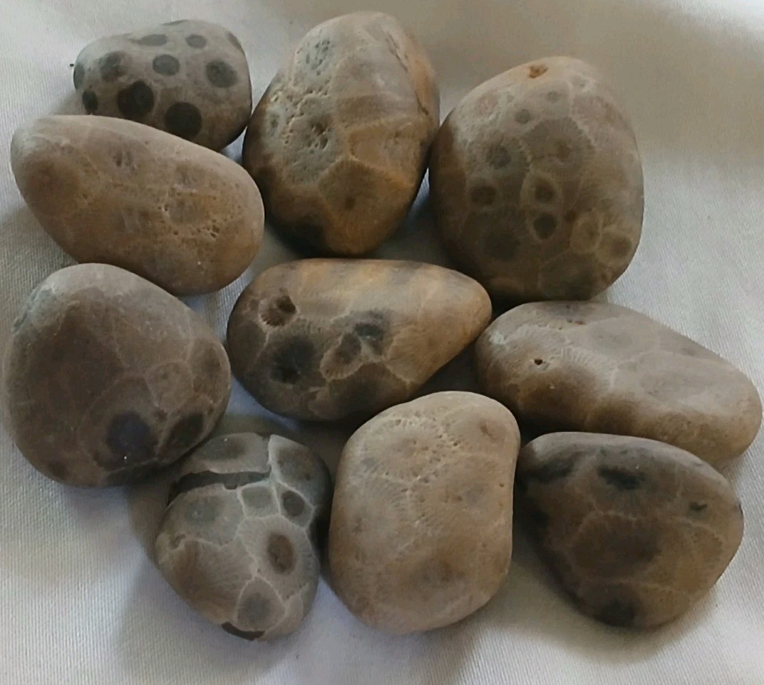 High Quality Michigan Petoskey Stones • 5oz Unploshed • Great Lakes Fossil Coral