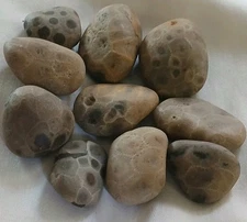 High Quality Michigan Petoskey Stones • 5oz Unploshed • Great Lakes Fossil Coral